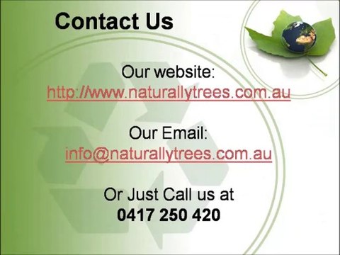 Sydney Tree Services to Take Care of Your Trees