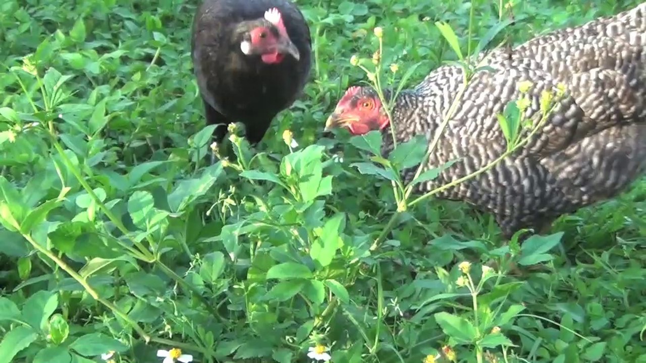 Kissing Chicks