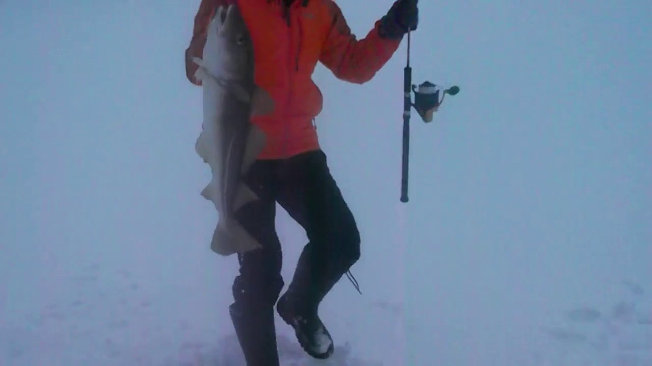 Norvège, Icefish, pêche à la morue (Torsk) sous la glace, fjord gelé Tromso