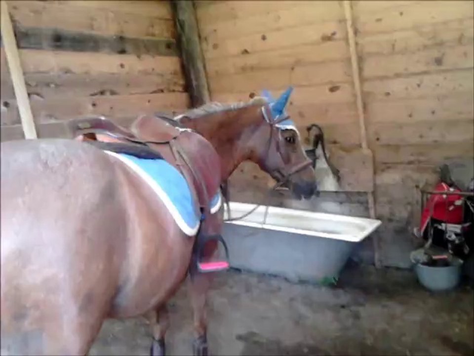 c'est pratique un poney comme lui :)