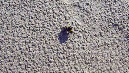 2011 11 27 13h50 54  bourdon plage Camargue sur le dos lutte pour se redresser