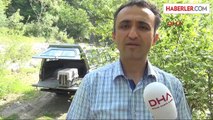 Zonguldak Yaralı Porsuk Tedavi Edilerek Doğaya Bırakıldı