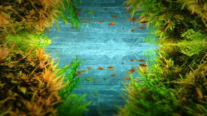 すみだ水族館　ネイチャーアクアリウム