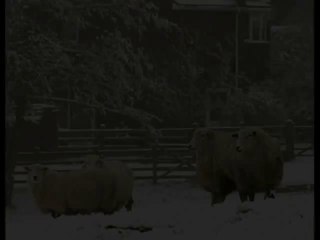 Let it snow by iftikhar