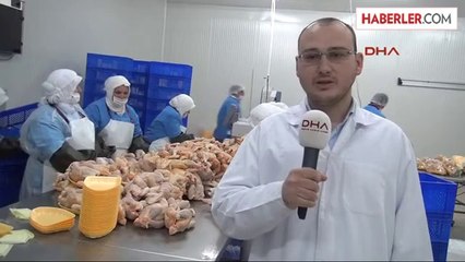 Müslümanlar İçin Dubai'ye Taze Organik Tavuk İhracatı