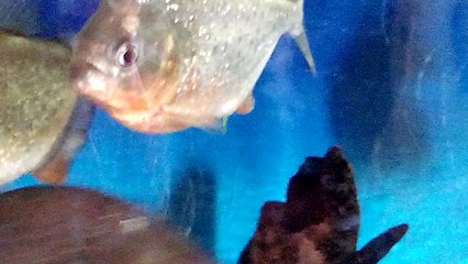 yapay bitki yiyen nat