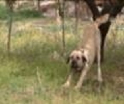 Şöhreti arttı, hırsızların hedefi oldu