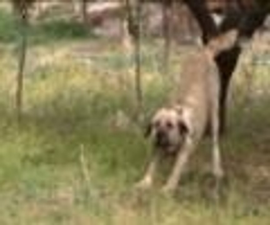 Şöhreti arttı, hırsızların hedefi oldu