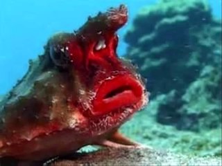 Such a weirdest and amazing animals you haven't see yet - Crispylogs.com