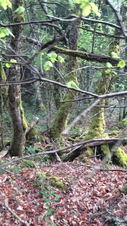 Entrainement chien de pied sur sanglier