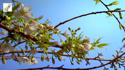 Allah Hu Allah Hu - Rahim Shah  اللہُ ھوُ اللہُ ھو