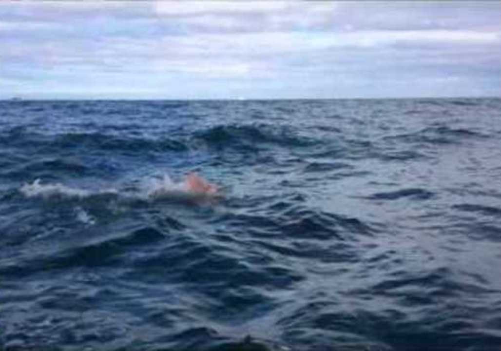 Ocean Swimmer Is Joined by Dolphins
