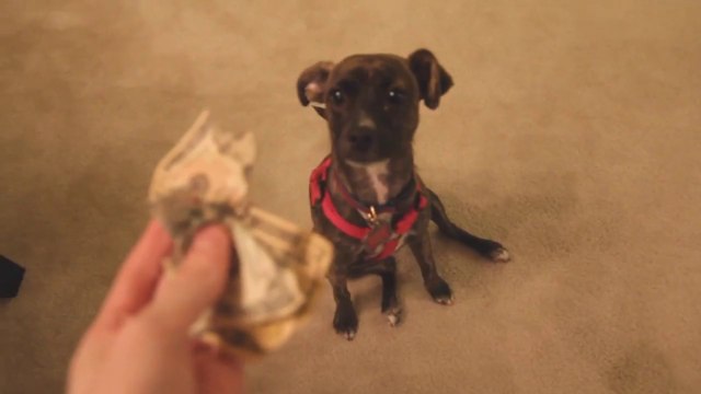 Cette chienne a mangé des billets d'argent