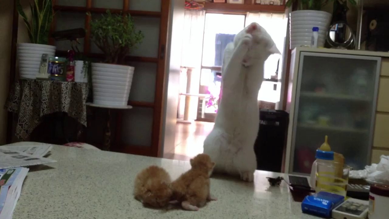 1 chat excité avec 2 chatons