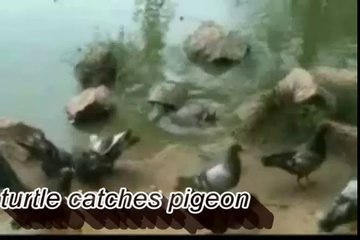 Turtle catches pigeon