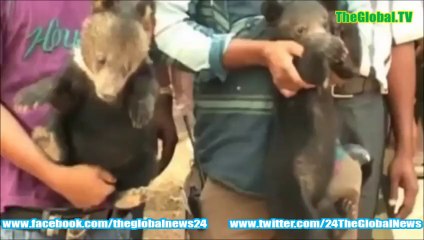 Cute baby bear cubs rescued from India Bangladesh border