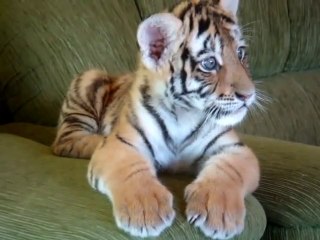 Chihuahua And Baby Tiger Playing