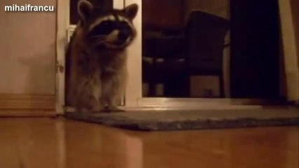 Rakunların En Sevimli Halleri :)