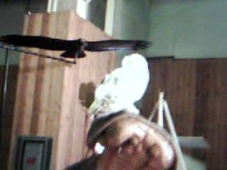 Hedwige au Salon Du Cinéma - Paris