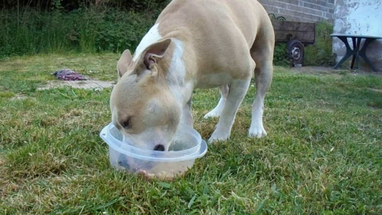 Amstaff qui mange