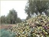 الصعوبات التي تواجهها صناعة زيت الزيتون في تونس