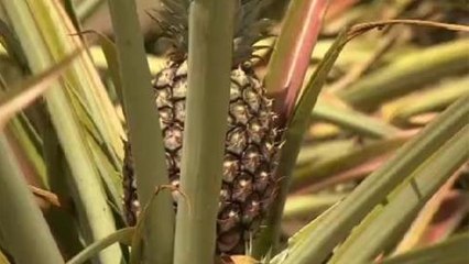 South Sudan faces food security crisis