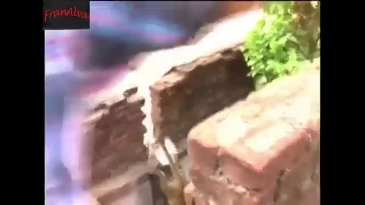 Cheetah attack People