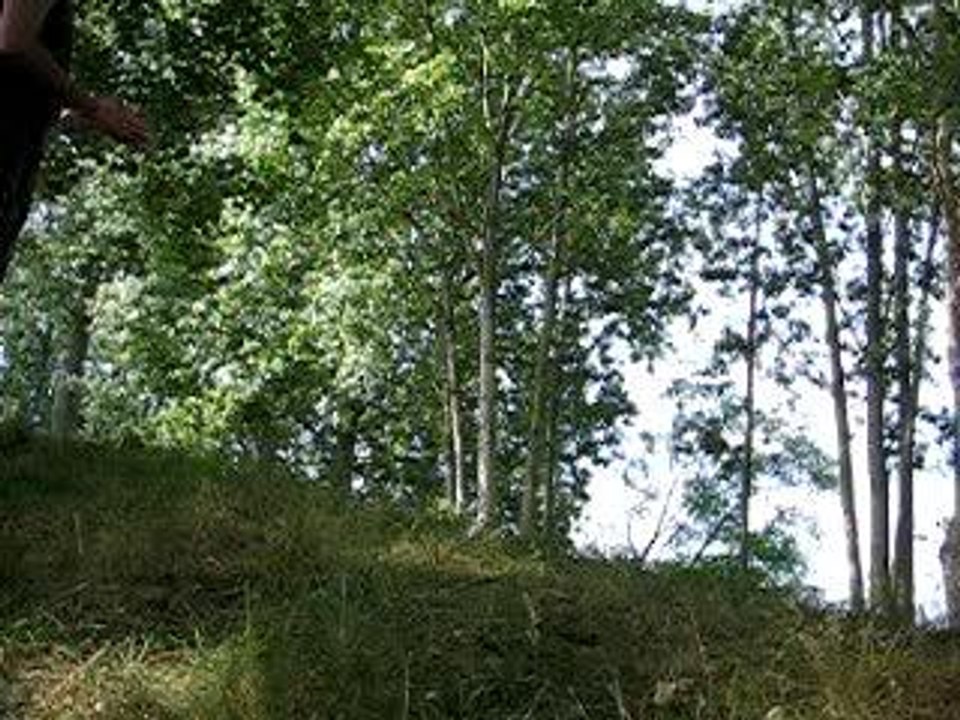 L oiseau sans plumes