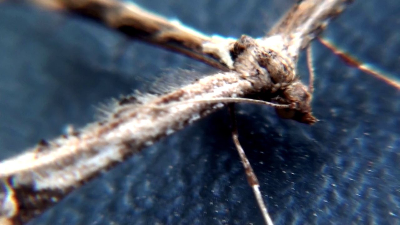 Amblyptilia acanthadactyla