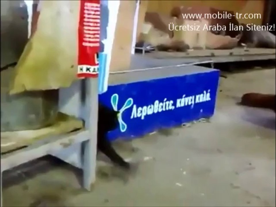 Aslan yürekli kedi Yavrusu  Şunun cesaretinede bir bakın..
