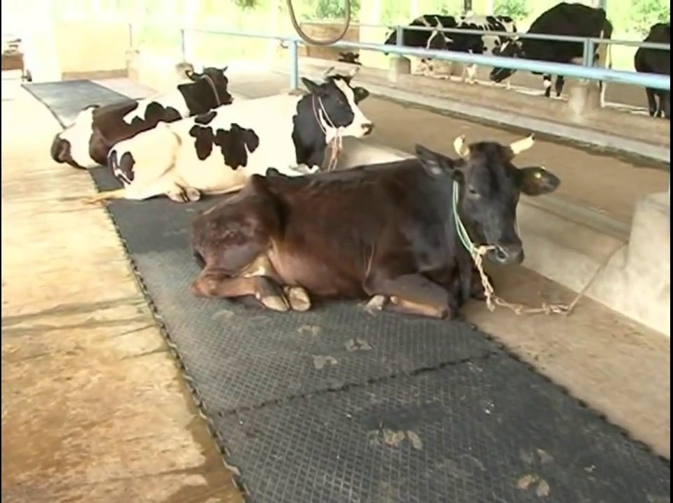 Dairy Farming in Tamilnadu Details on How to Start, Run and Profit