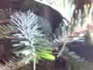 Den Wald vor Bäumen nicht sehen