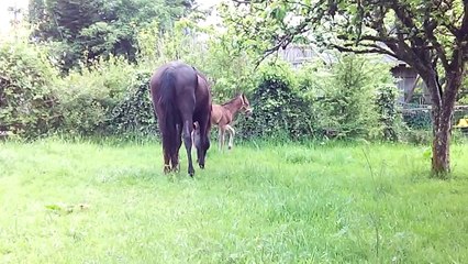 Elégant Dandy au pré le lendemain de sa naissance