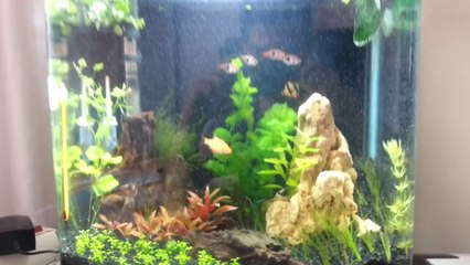 bitkili tank DIY co2 sistemi