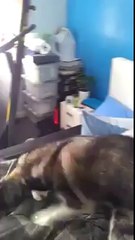 Réveil-matin efficace à l'aide d'un chien !