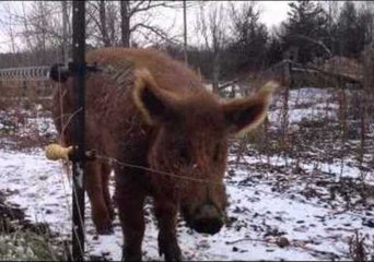 Timmy the Farmyard Pig Gets a Shock
