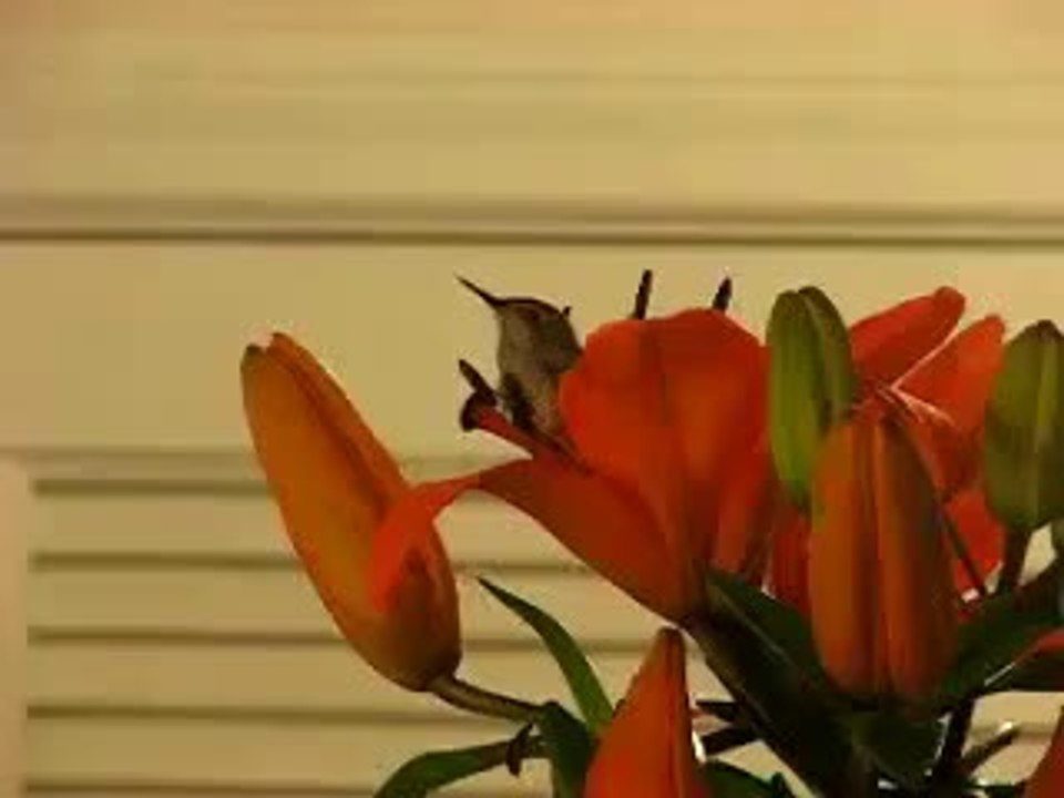 Hummingbird Nurtured By a Man