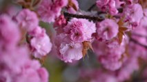 Shinjuku Gyoen National Garden [ 2014 ]