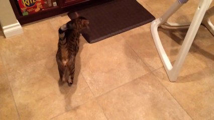 Someone Benefits from Whipping Cream Disaster...