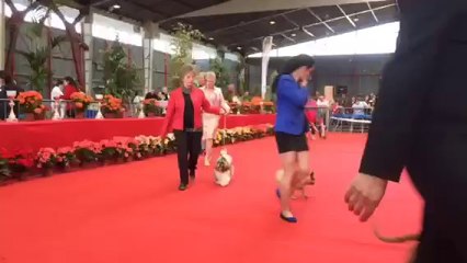 MAILA MY PRIDE AND JOY MEILLEUR PUPPY SUR LE RING D'HONNEUR à LIMOGES