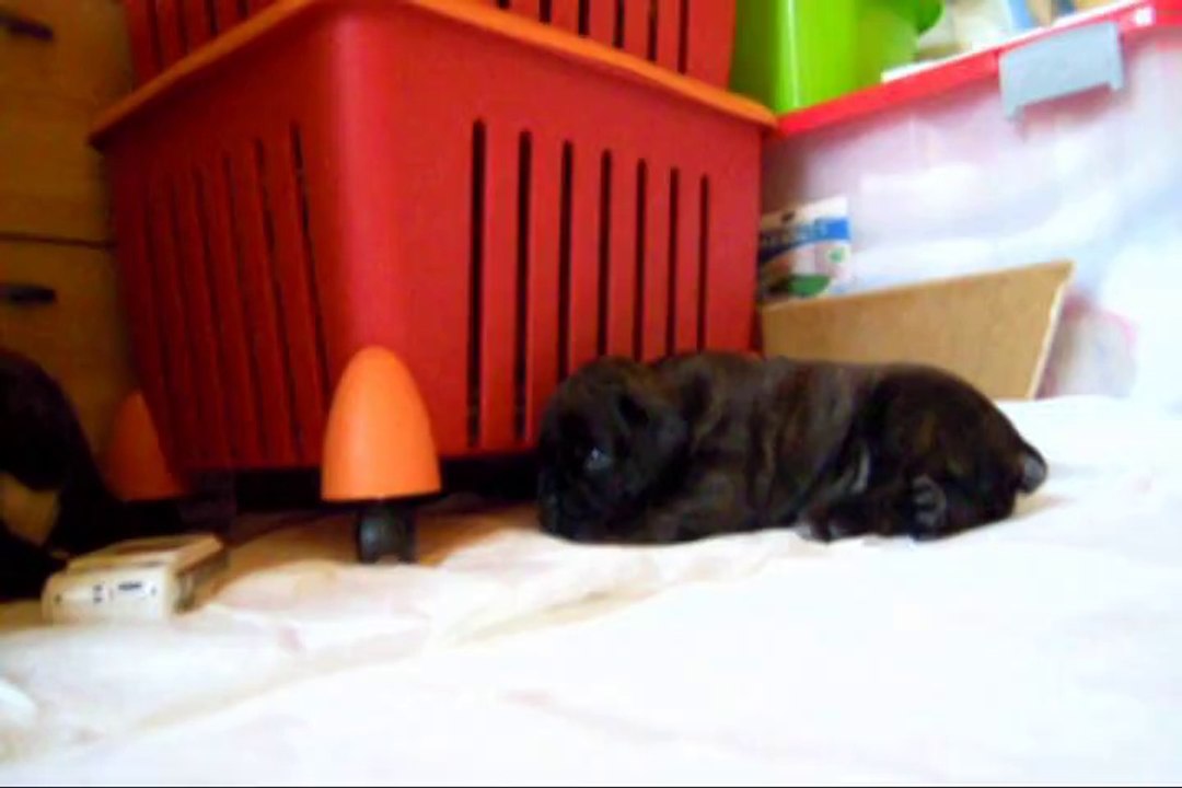 Jiago des Steppes Perdues (GEISHA des STEPPES PERDUES X DON JUAN du CINQUIEME DÔME) à 24 jours, 2014-04-27