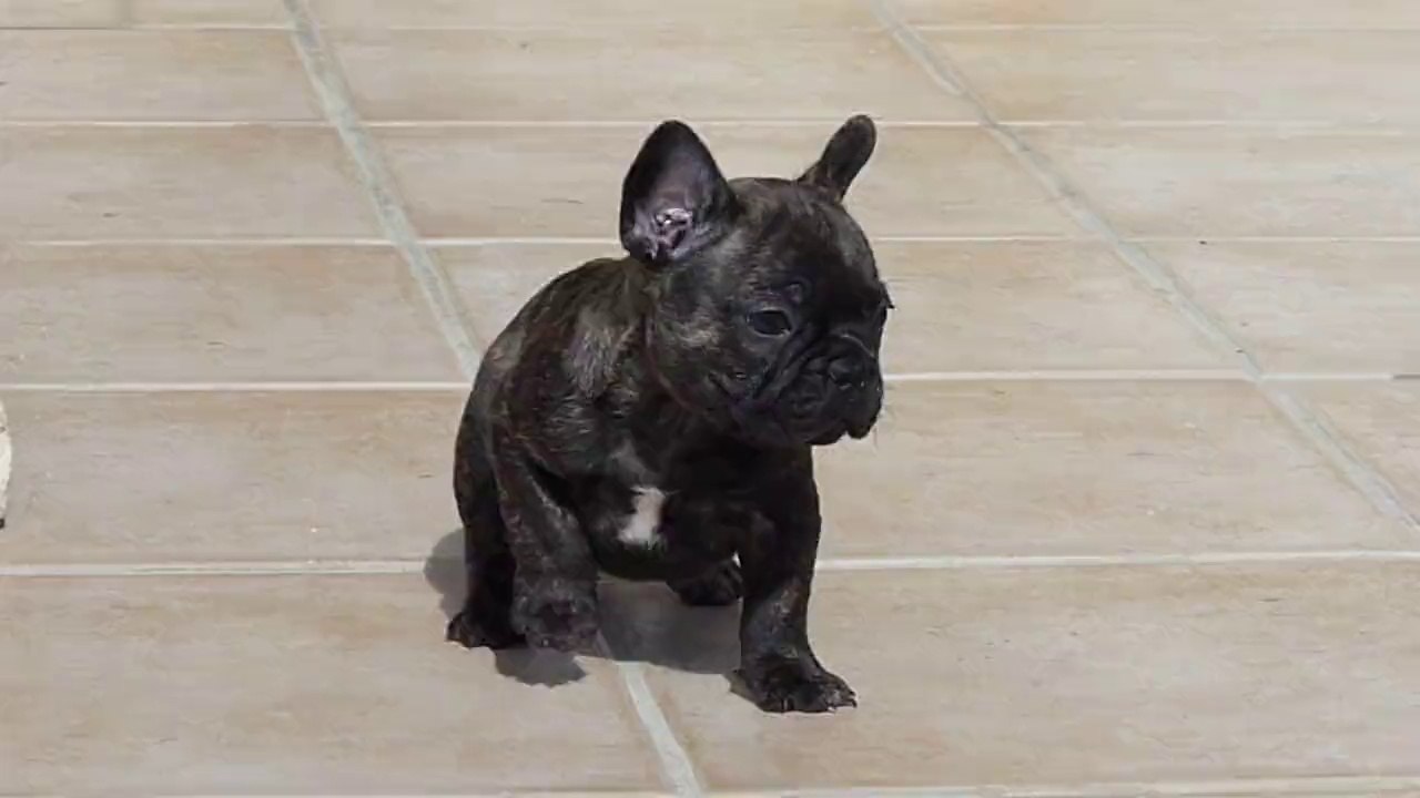 Elevage familial de La Vallée Dioise !