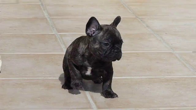 Elevage familial de La Vallée Dioise !