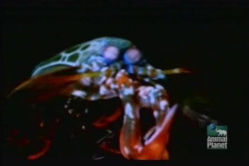 Animal Planet - Batalhas