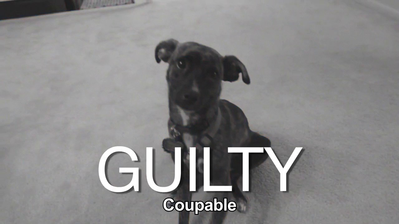 Adorable dog eating bills! Hilarious...