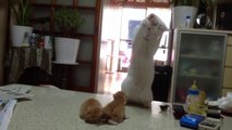 Un chat devient fou en voyant 2 chatons jouer. Trop Mignon!
