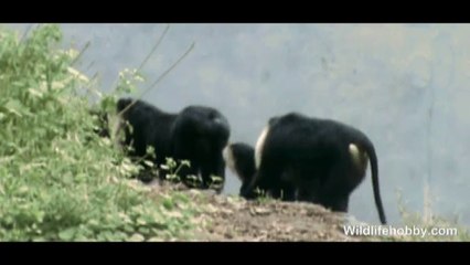 Lion Tailed Macaque