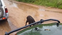 Maman Buffle sauve son petit d'un lion au dernier moment! Fou...