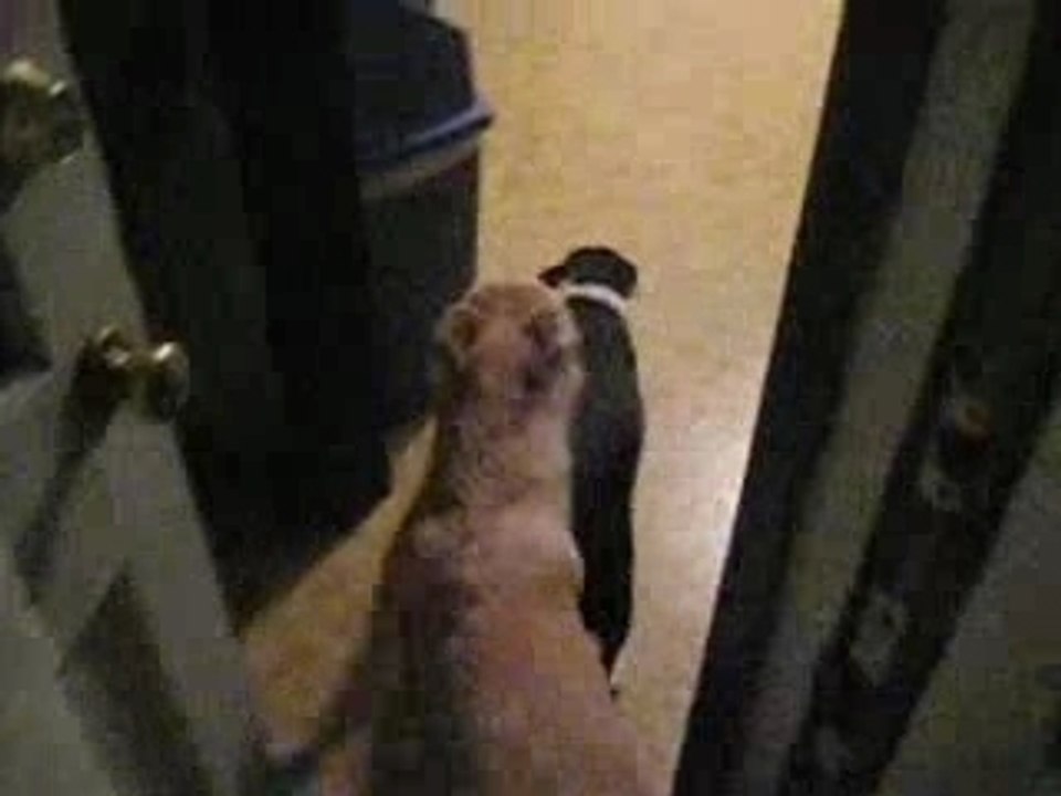Ghost Dogs