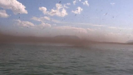 2 girls lost in a cloud of Millions of Flies... Crazy!